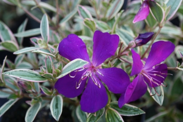 Image of Tibouchina granulosa 'Gibraltar'|Van der Giessen Nursery, AL|