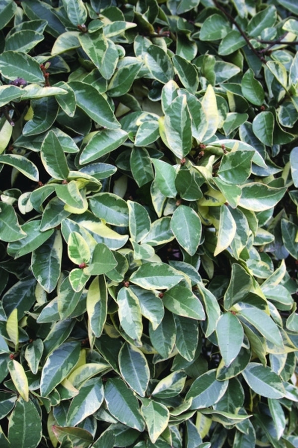 Image of Trachelospermum jasminoides 'Variegatum'|Juniper Level Botanic Gdn, NC|JLBG