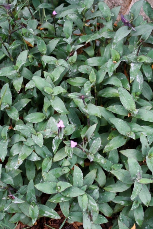 Image of Tradescantia pallida 'Blue Sue'|Juniper Level Botanic Gdn, NC|JLBG