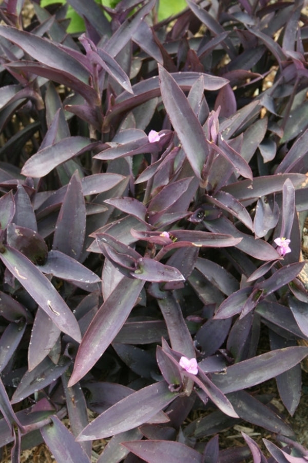 Image of Tradescantia pallida 'Kartuz Giant'|Juniper Level Botanic Gdn, NC|JLBG