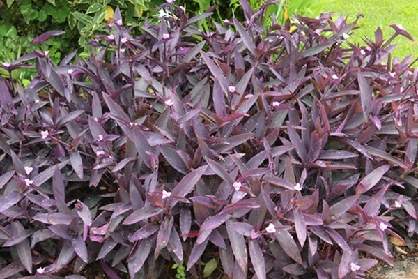 Image of Tradescantia pallida 'Kartuz Giant'|Juniper Level Botanic Gdn, NC|JLBG