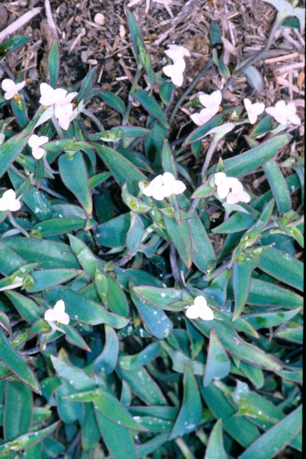 Image of Tradescantia pallida 'Ocampo White'|Juniper Level Botanic Gdn, NC|JLBG