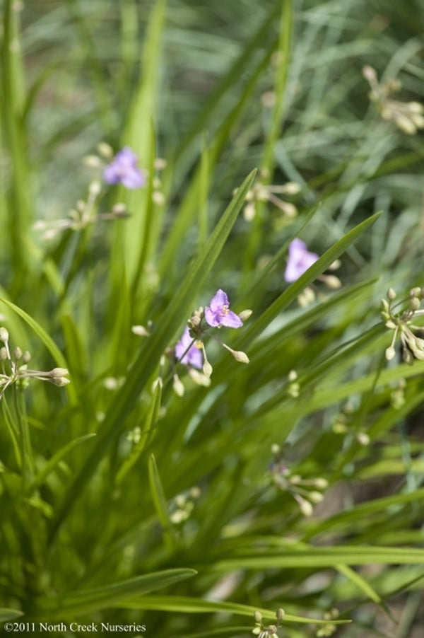 Image of Tradescantia rosea 'Morning Grace'|North Creek Nurseries, PA|North Creek Nurseries