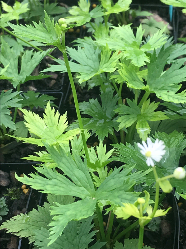 Image of Trautvetteria caroliniensis var. japonica|Juniper Level Botanic Gdn, NC|C. Hardison