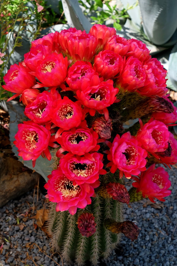 Image of Trichocereus 'Iridescent Watermelon' ex.|Juniper Level Botanic Gdn, NC|JLBG
