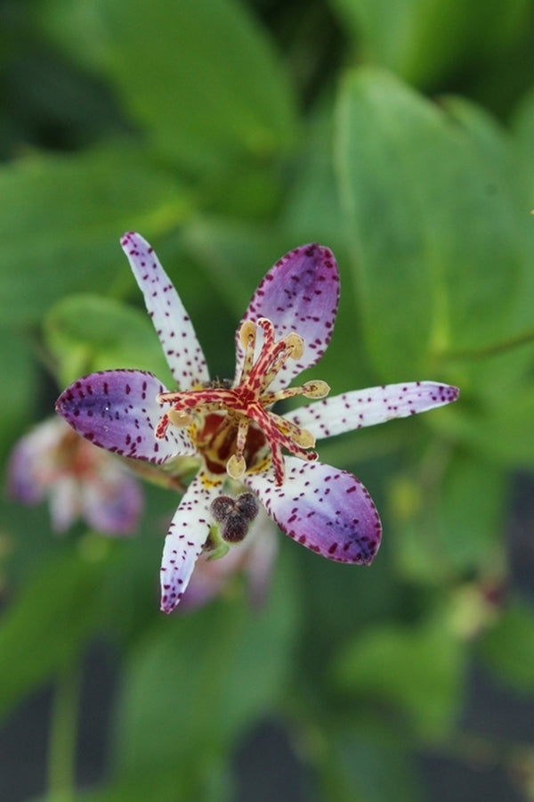 Image of Tricyrtis 'Omokage'|Juniper Level Botanic Gdn, NC|JLBG