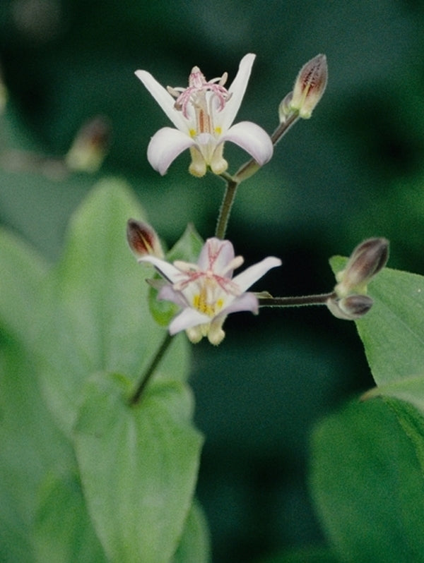 Image of Tricyrtis 'Tojen'|Juniper Level Botanic Gdn, NC|JLBG