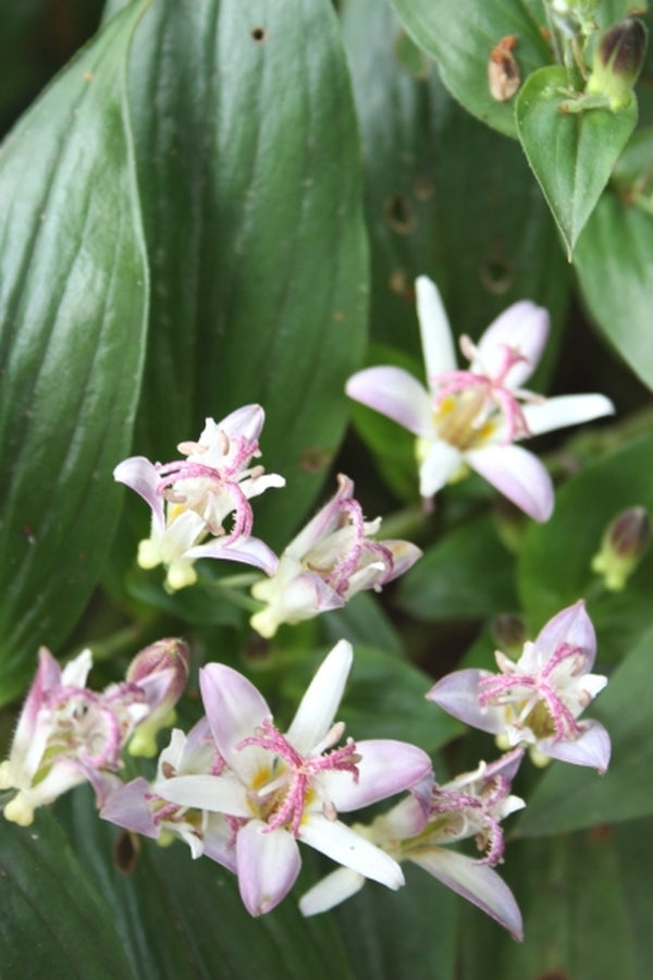 Image of Tricyrtis 'Tojen'|Juniper Level Botanic Gdn, NC|JLBG