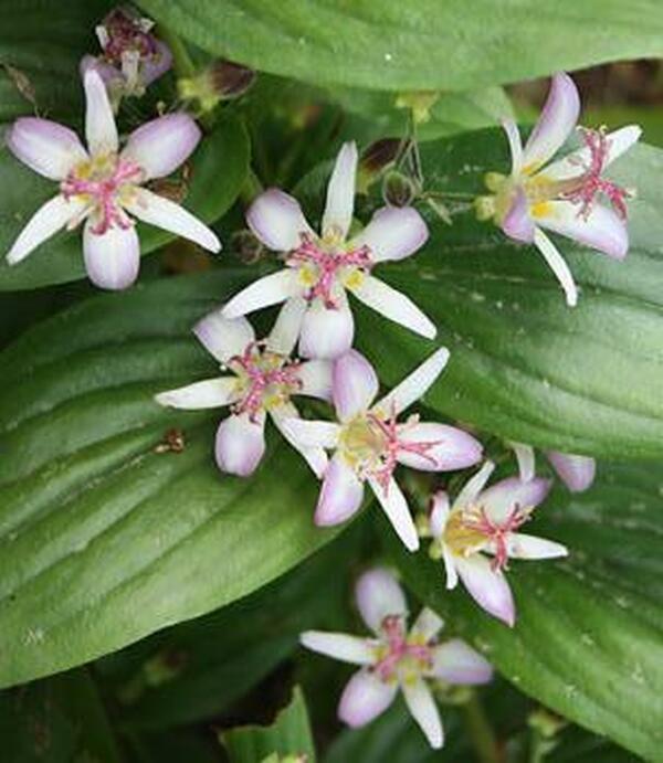 Image of Tricyrtis 'Tojen'|Juniper Level Botanic Gdn, NC|JLBG