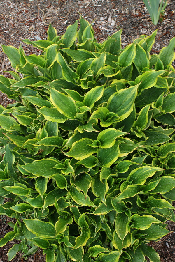 Image of Tricyrtis formosana 'Autumn Glow'|Paul J. Ciener Botanical Gdn, NC|