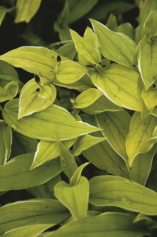Image of Tricyrtis formosana 'Emperor'|Juniper Level Botanic Gdn, NC|JLBG