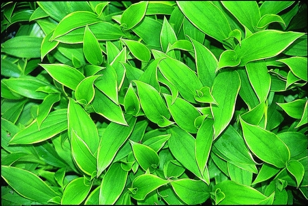 Image of Tricyrtis formosana 'Samurai'|Juniper Level Botanic Gdn, NC|JLBG