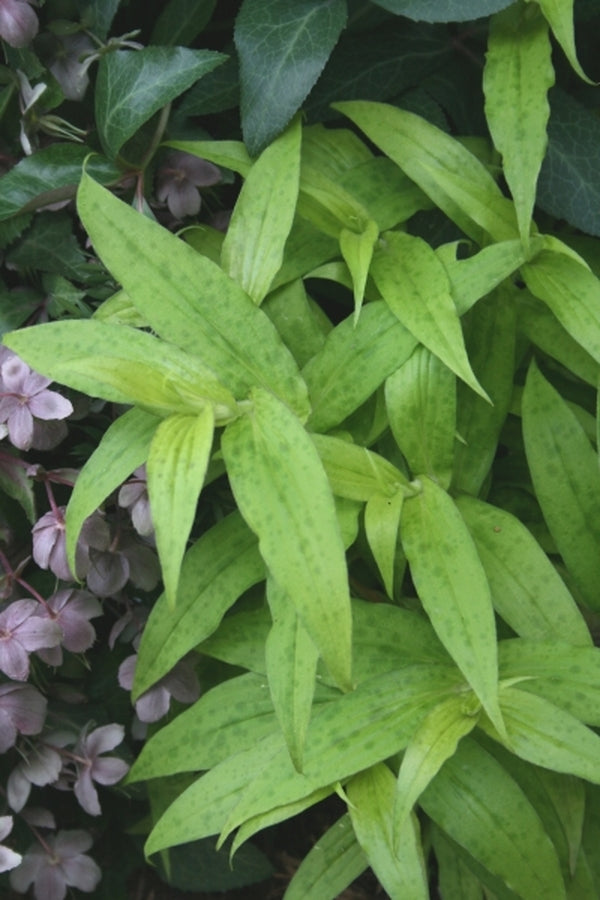 Image of Tricyrtis hirta 'Golden Gleam'|Juniper Level Botanic Gdn, NC|JLBG