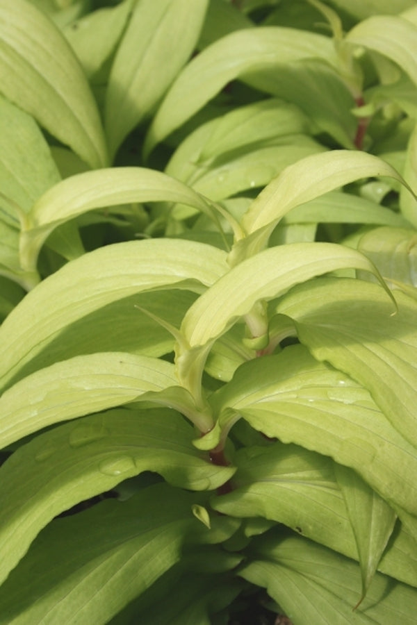 Image of Tricyrtis hirta var. masamunei 'Precious Medal'|Juniper Level Botanic Gdn, NC|JLBG