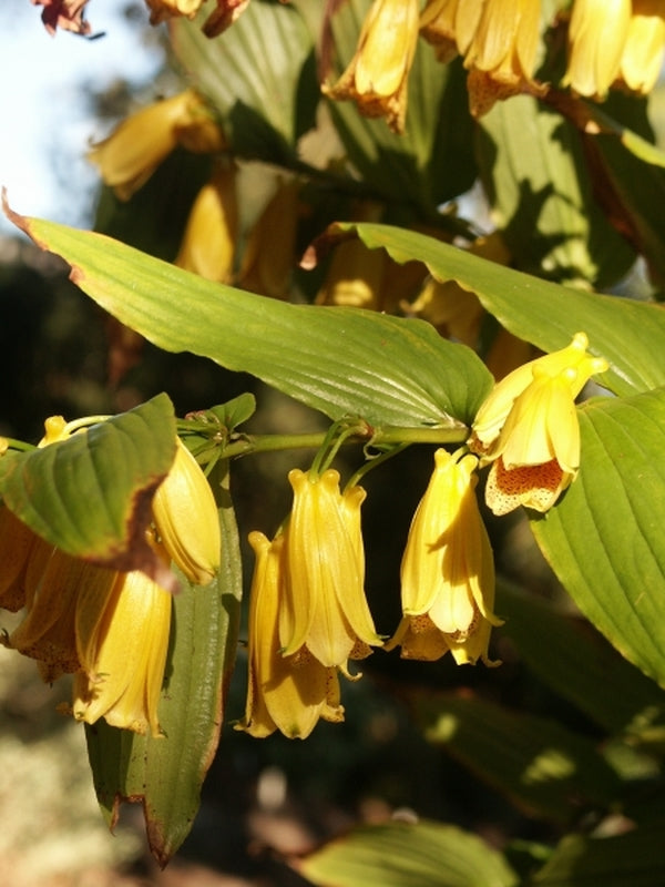 Image of Tricyrtis ishiiana|Juniper Level Botanic Gdn, NC|JLBG