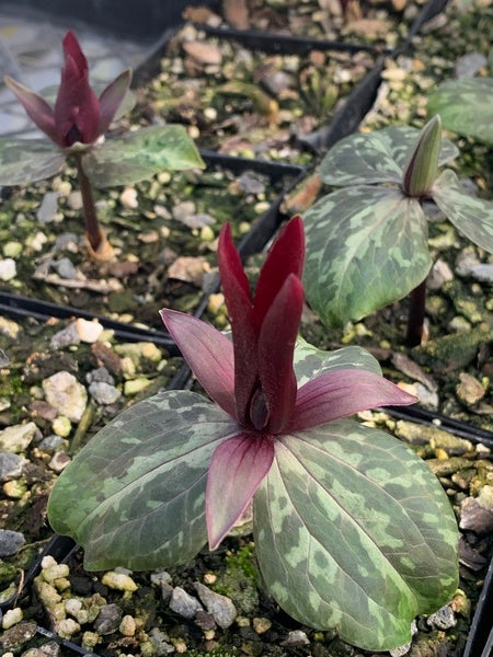 Image of Trillium maculatum 'Blakely'taken at Juniper Level Botanic Gdn, NC by C. Hardison