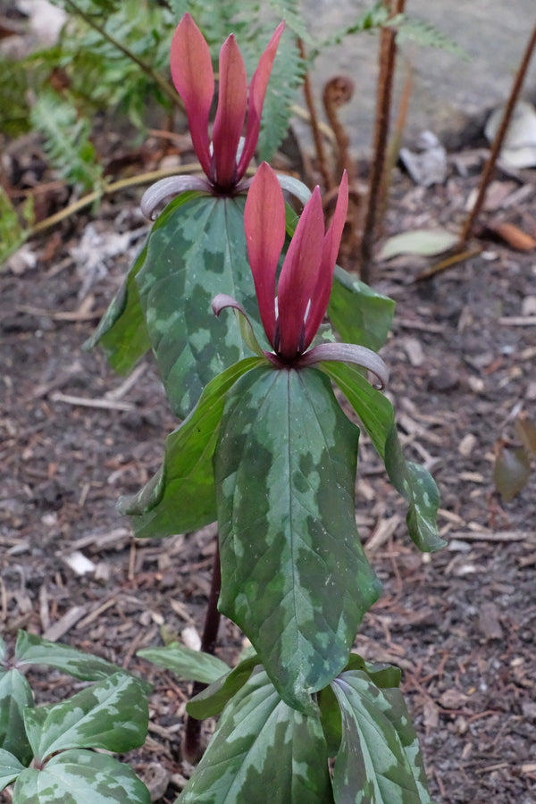 Image of Trillium maculatum 'Dorchester'taken at Juniper Level Botanic Gdn, NC by JLBG