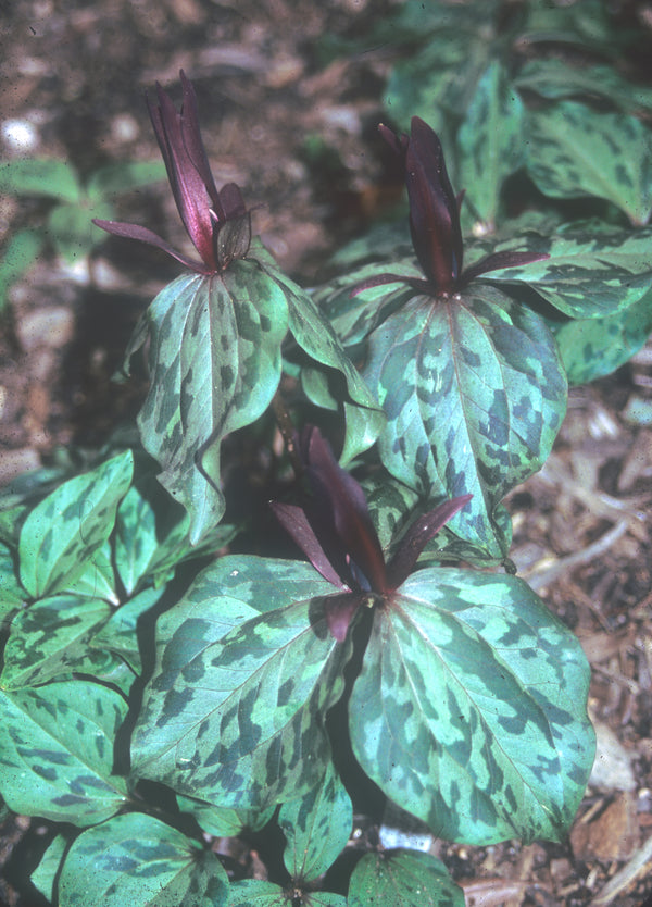Image of Trillium maculatum 'Edgefield'taken at Juniper Level Botanic Gdn, NC by JLBG