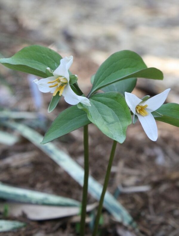 Image of Trillium sp. nov. 'Jones Gap'|Juniper Level Botanic Gdn, NC|JLBG