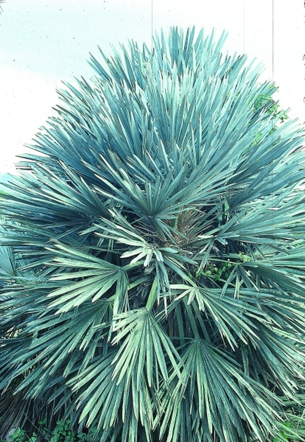 Image of Trithrinax campestris|In Situ Catamarca Province,Tucuman to La Rioja, Argentina|