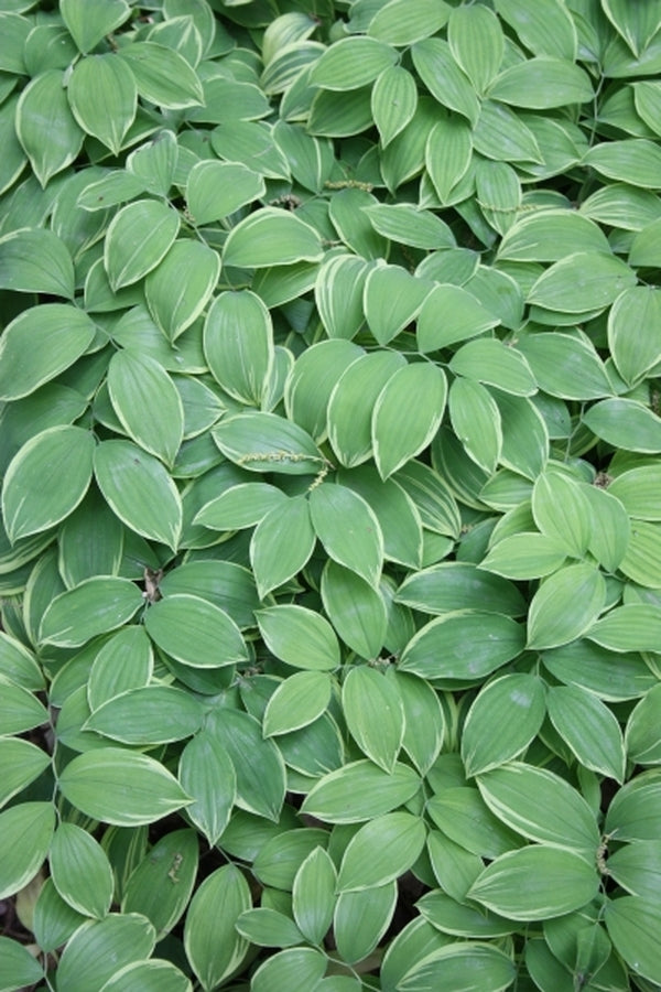 Image of Uvularia sessilifolia 'Cobblewood Gold'|H. Hansen Gdn, MN|