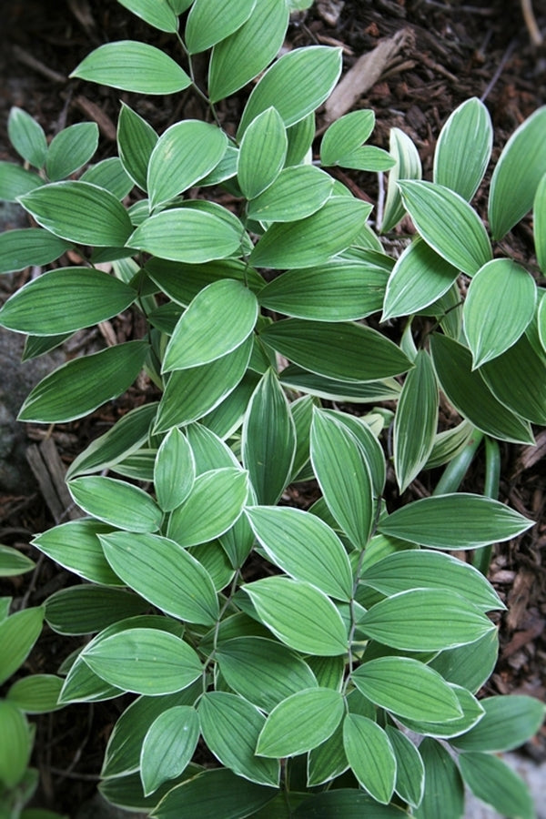 Image of Uvularia sessilifolia 'Variegata'|Juniper Level Botanic Gdn, NC|JLBG