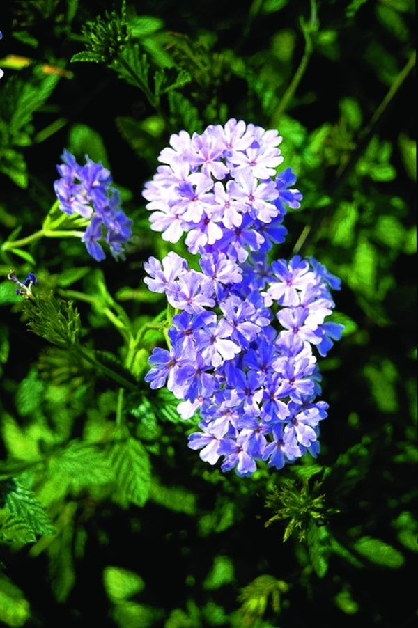 Image of Verbena 'Pinwheel Princess'|Juniper Level Botanic Gdn, NC|JLBG