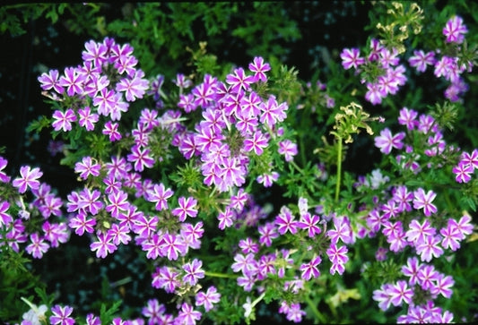 Image of Verbena tenera 'Maonettii'|Juniper Level Botanic Gdn, NC|JLBG