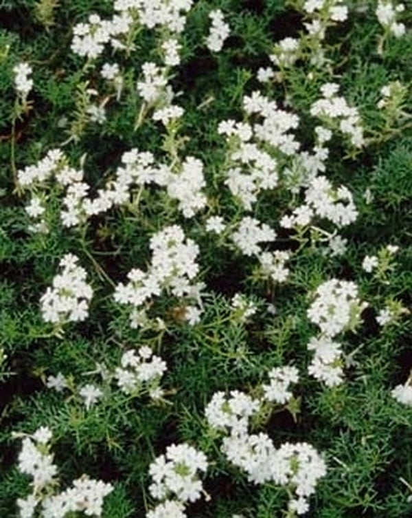 Image of Verbena tenuisecta 'Tatted Lace'|Juniper Level Botanic Gdn, NC|JLBG