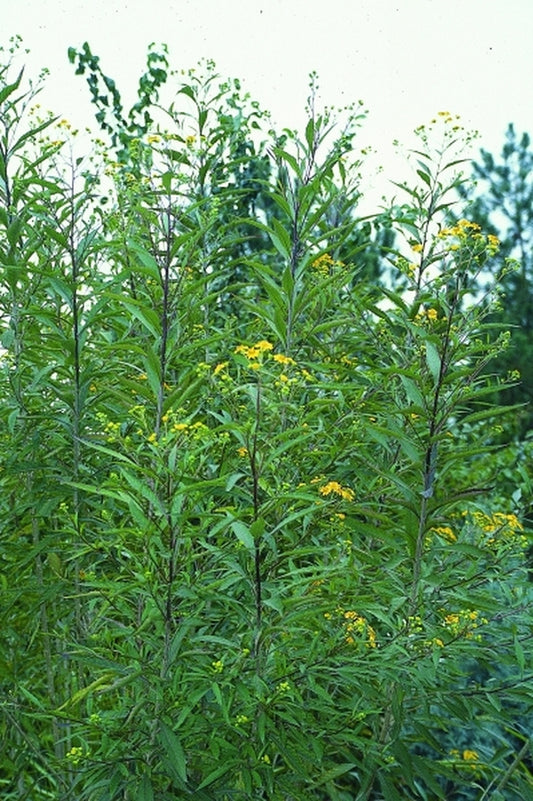 Image of Verbesina persicifolia 'Autumn Sunburst'|Juniper Level Botanic Gdn, NC|JLBG