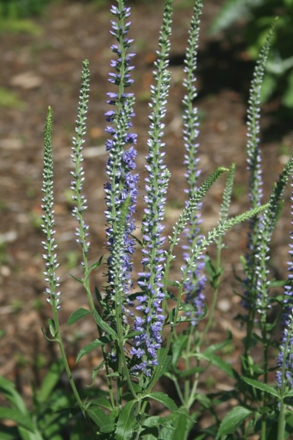 Image of Veronica 'Fairytale' PP 17,650|Juniper Level Botanic Gdn, NC|JLBG