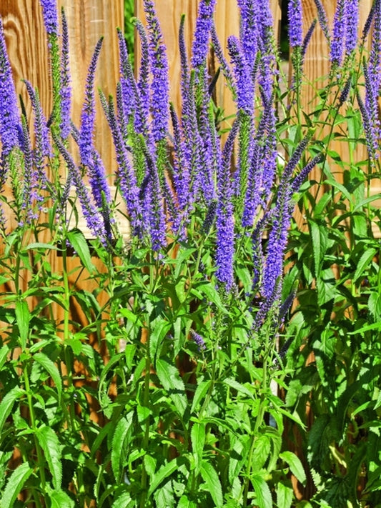 Image of Veronica 'Pacific Ocean'|Juniper Level Botanic Gdn, NC|JLBG