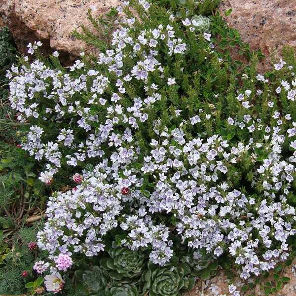 Image of Veronica 'Snowmass'||P. Kelaidis