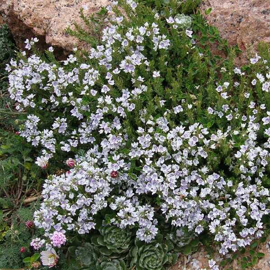 Image of Veronica 'Snowmass'||P. Kelaidis