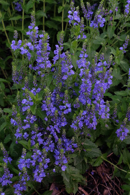 Image of Veronica austriaca 'Florverblue' PPAF||
