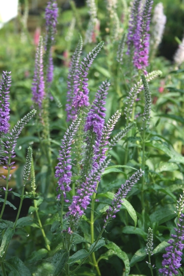 Image of Veronica longifolia 'Eveline' PP 14,888|Juniper Level Botanic Gdn, NC|JLBG