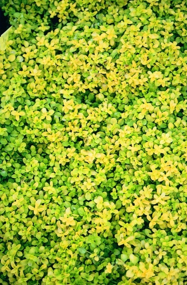 Image of Veronica repens 'Sunshine'|Juniper Level Botanic Gdn, NC|JLBG