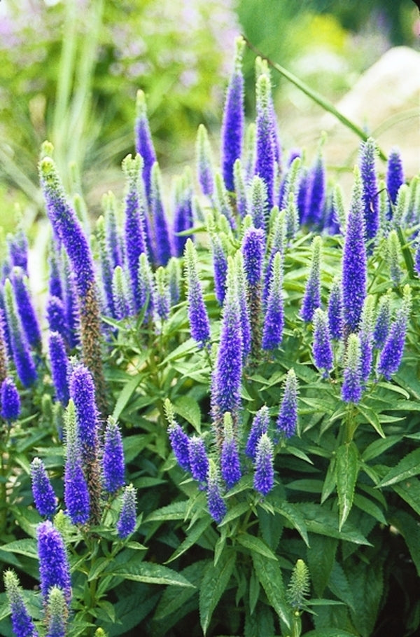 Image of Veronica spicata 'Glory' PP 18,932|Juniper Level Botanic Gdn, NC|JLBG