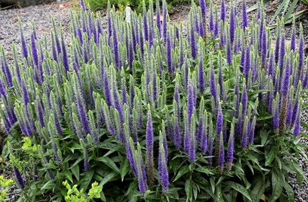 Image of Veronica spicata 'Glory' PP 18,932|Juniper Level Botanic Gdn, NC|JLBG