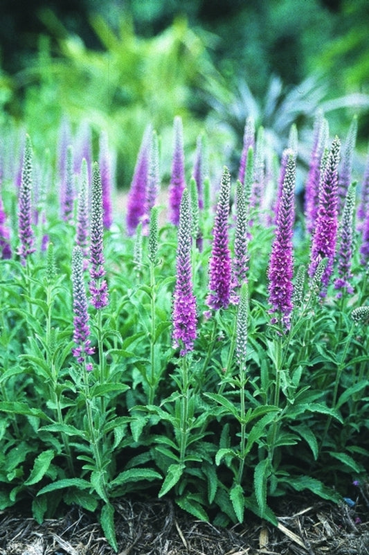 Image of Veronica spicata 'Heidekind'|Juniper Level Botanic Gdn, NC|JLBG