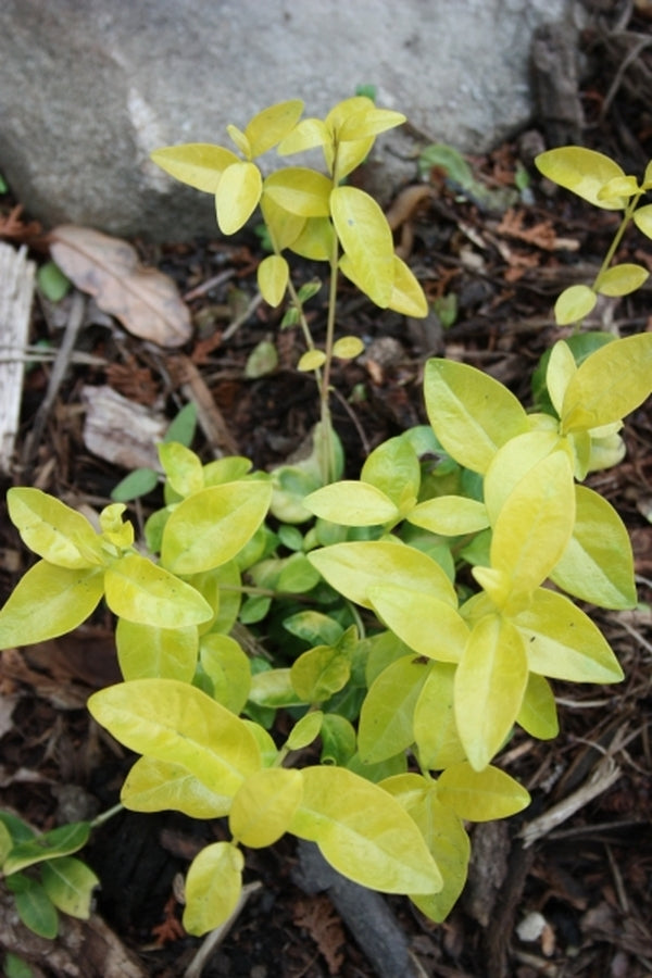 Image of Vinca minor '24 Carat' PP 20,289|Juniper Level Botanic Gdn, NC|JLBG