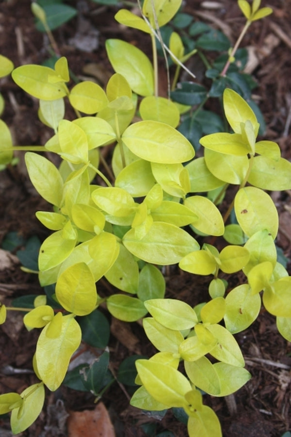 Image of Vinca minor '24 Carat' PP 20,289|Juniper Level Botanic Gdn, NC|JLBG