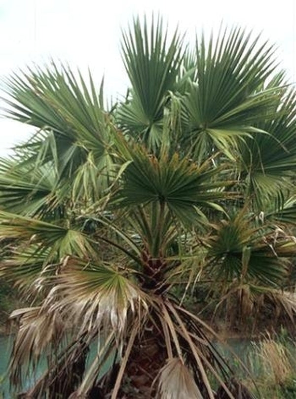Image of Washingtonia robusta|Bamboo Station, GA|