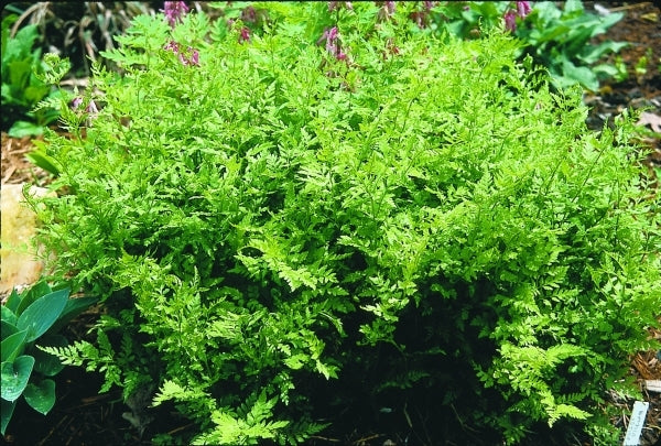 Image of Woodsia obtusataken at Juniper Level Botanic Gdn, NC by JLBG