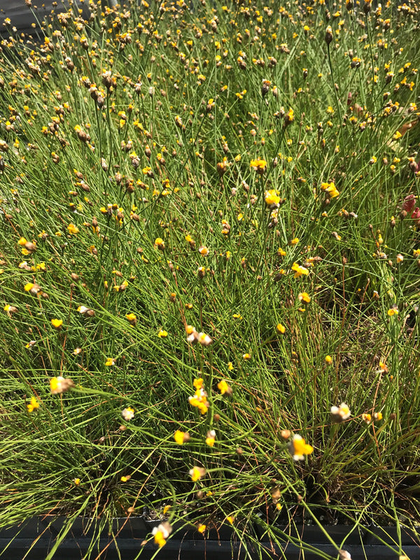 Image of Xyris baldwiniana|Juniper Level Botanic Gdn, NC|C. Hardison