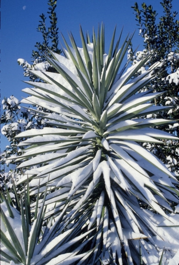 Image of Yucca aloifolia|Juniper Level Botanic Gdn, NC|JLBG