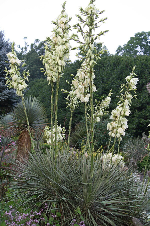 Image of Yucca elata 'Hidalgo'||