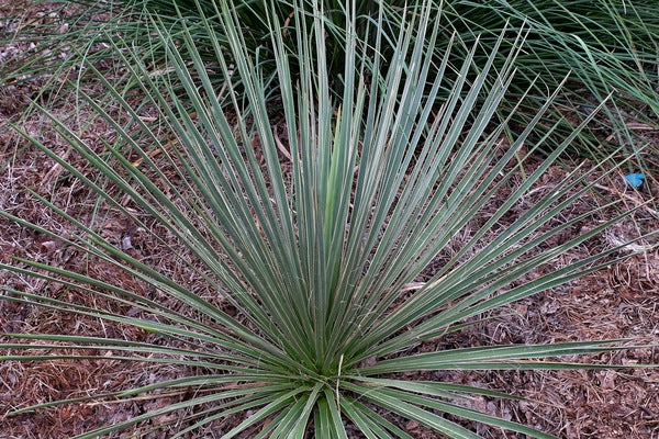 Image of Yucca elata 'Hidalgo'||