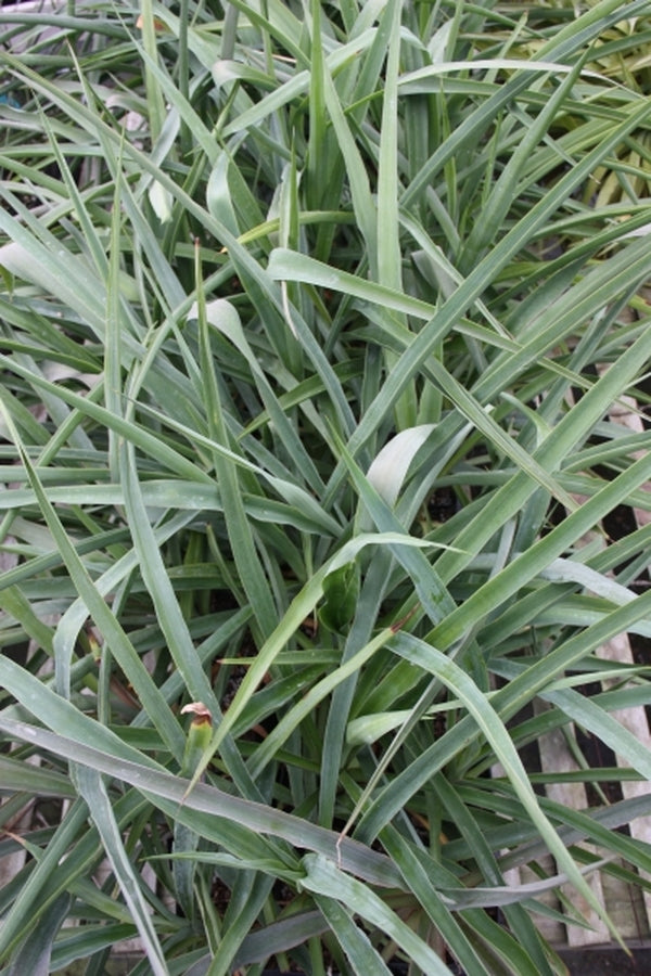 Image of Yucca jaliscensis|Juniper Level Botanic Gdn, NC|JLBG