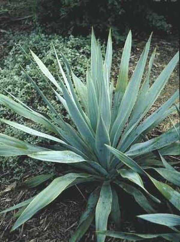 Image of Yucca pallida Lampasas Co, TX|Juniper Level Botanic Gdn, NC|JLBG